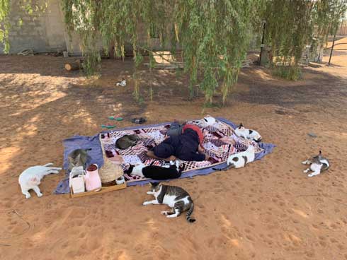 猫 集合 たくさん 日陰 アラブ首長国連邦 Al-Ain 砂漠 ガゼル