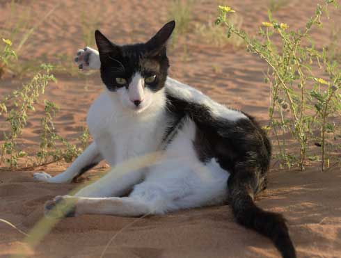 猫 集合 たくさん 日陰 アラブ首長国連邦 Al-Ain 砂漠 ガゼル