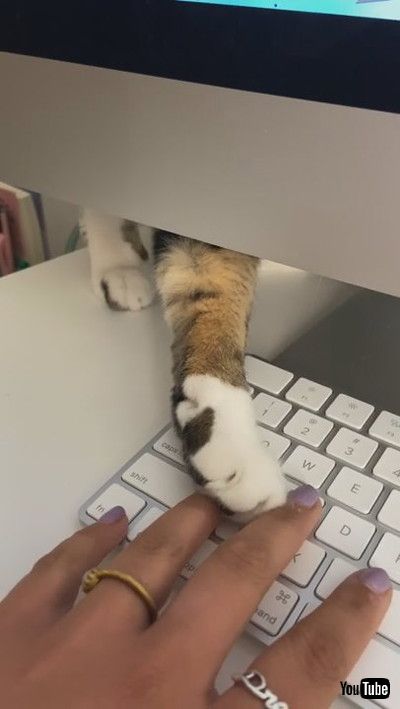 「Kitty Coworker Wants Attention || ViralHog」