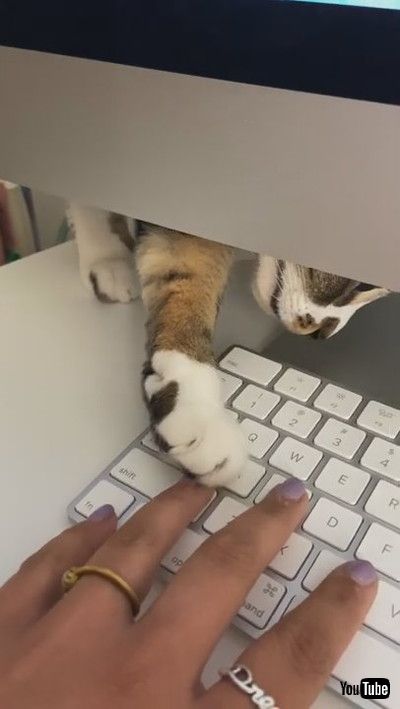 「Kitty Coworker Wants Attention || ViralHog」