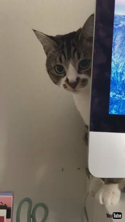 「Kitty Coworker Wants Attention || ViralHog」