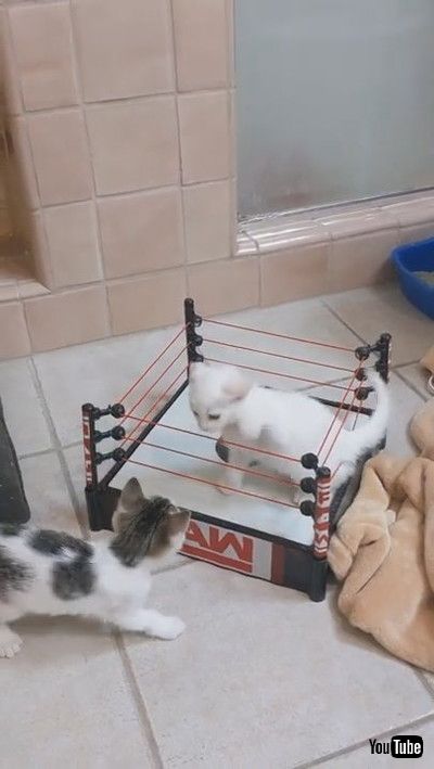 「Kittens Clash in Wrestling Ring || ViralHog」