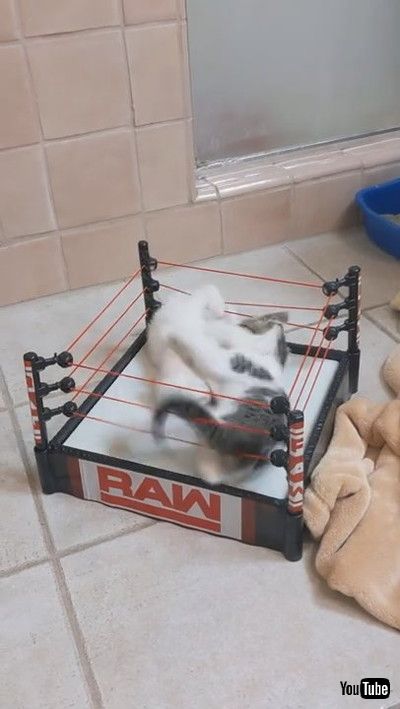 「Kittens Clash in Wrestling Ring || ViralHog」
