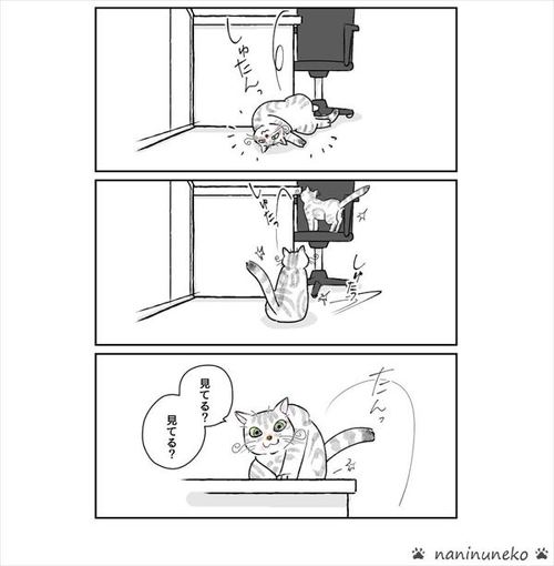 猫