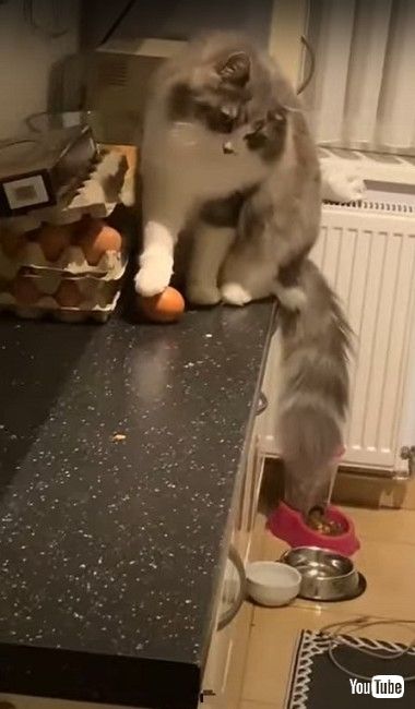 タマゴを壊す猫ちゃん