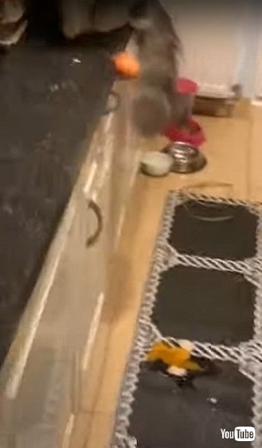 タマゴを壊す猫ちゃん