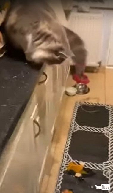 タマゴを壊す猫ちゃん