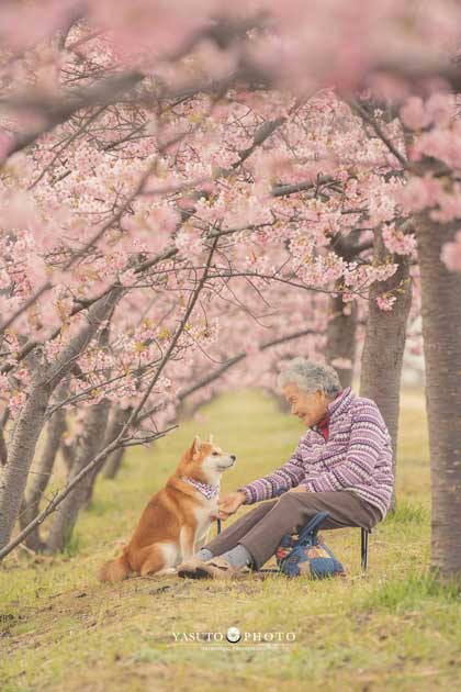 おばあちゃん 柴犬 福ちゃん 幸せ 写真 YASUTO 祖母グラフィー