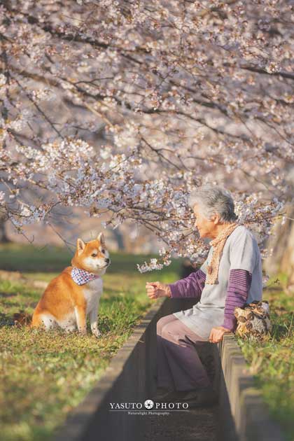 おばあちゃん 柴犬 福ちゃん 幸せ 写真 YASUTO 祖母グラフィー