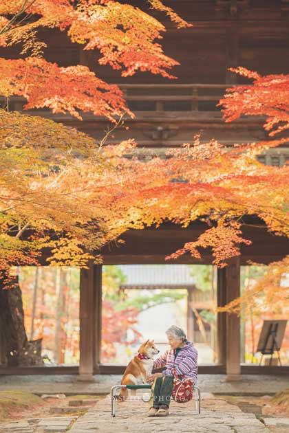 おばあちゃん 柴犬 福ちゃん 幸せ 写真 YASUTO 祖母グラフィー