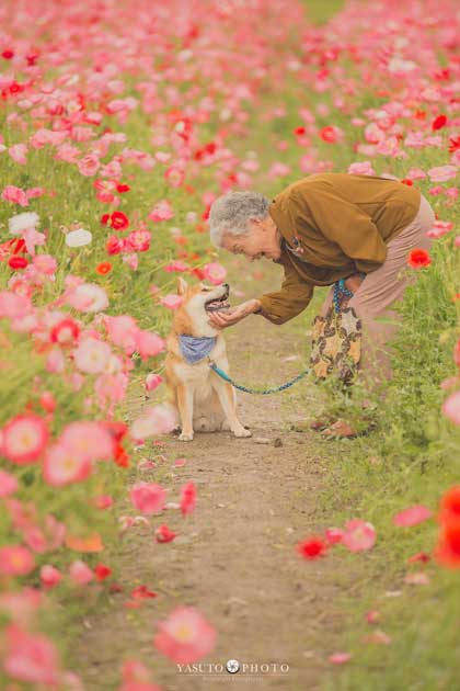 おばあちゃん 柴犬 福ちゃん 幸せ 写真 YASUTO 祖母グラフィー