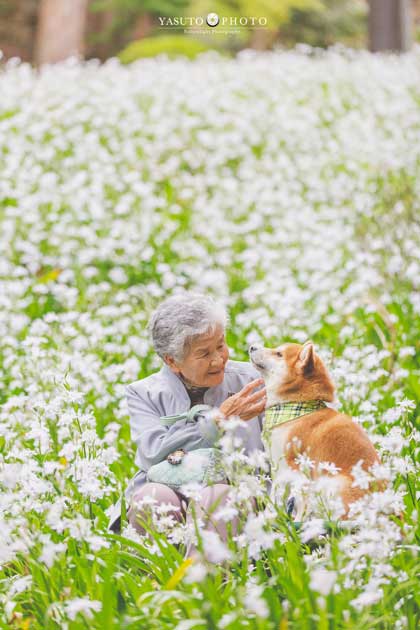おばあちゃん 柴犬 福ちゃん 幸せ 写真 YASUTO 祖母グラフィー