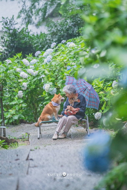 おばあちゃん 柴犬 福ちゃん 幸せ 写真 YASUTO 祖母グラフィー