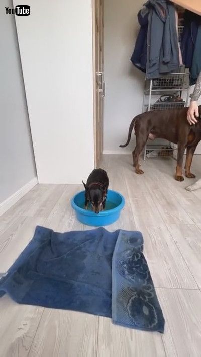 「Pups Keep Their Paws Clean || ViralHog」