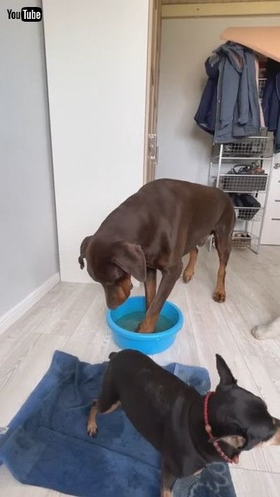 「Pups Keep Their Paws Clean || ViralHog」