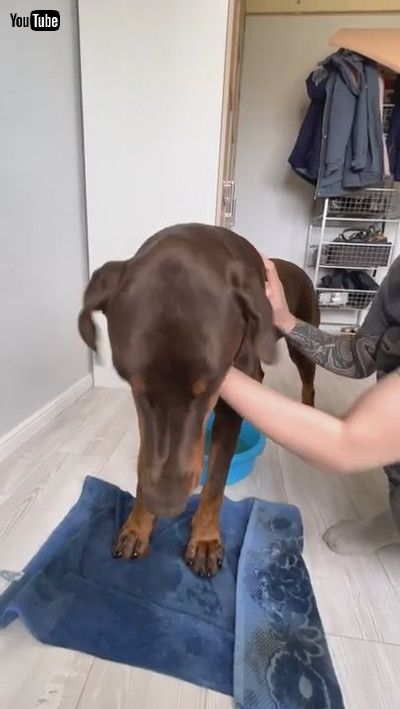 「Pups Keep Their Paws Clean || ViralHog」