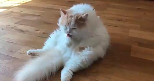 猫