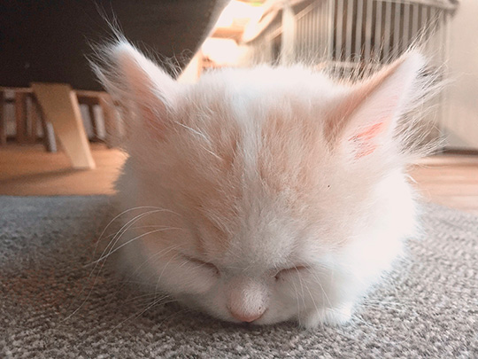 優雅に毛づくろいをしていた猫ちゃんが突然……!? “電池が切れた