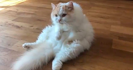 ハチコ（アポロとチロル）さん