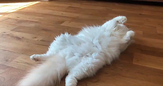 ハチコ（アポロとチロル）さん