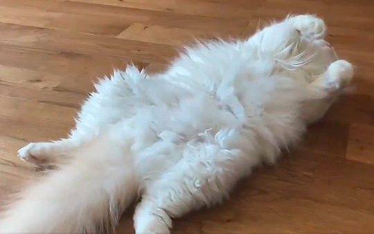 ハチコ（アポロとチロル）さん