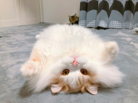 猫　毛づくろい 坂田知之 on X: 