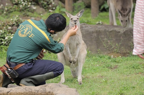 お口をチェックしてもらうカンガルー