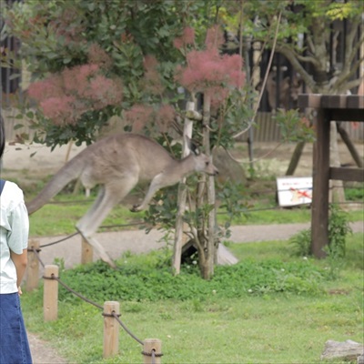 お口をチェックしてもらうカンガルー