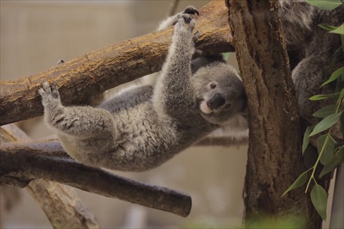 お口をチェックしてもらうカンガルー