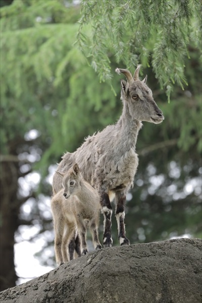 お口をチェックしてもらうカンガルー