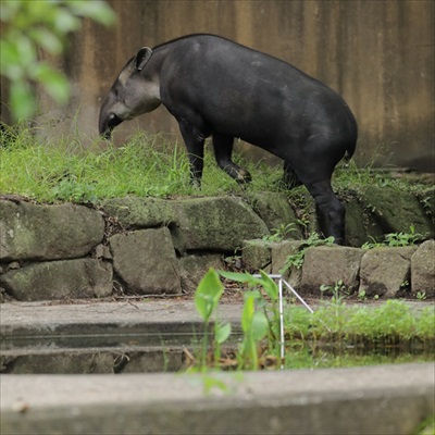 お口をチェックしてもらうカンガルー