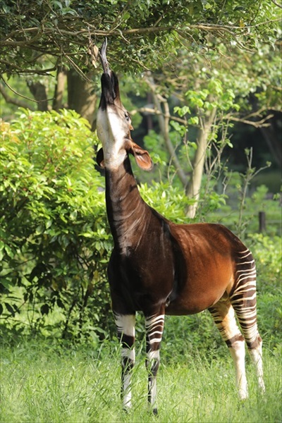 お口をチェックしてもらうカンガルー