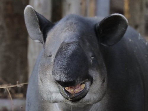 お口をチェックしてもらうカンガルー