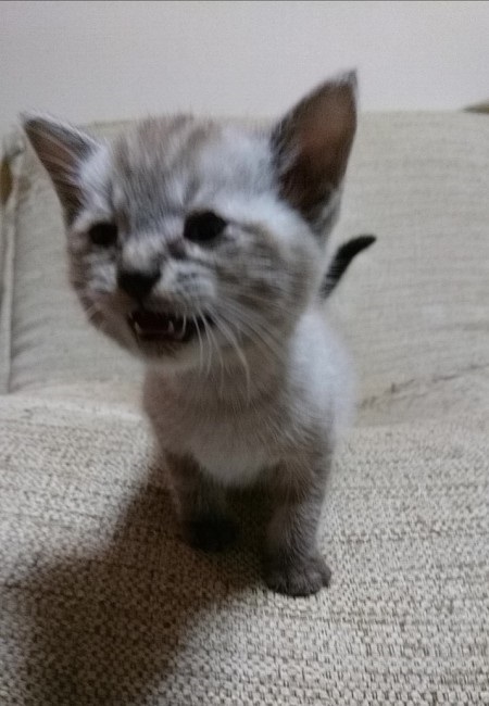 パペットマペットさん子猫