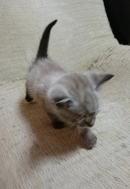 パペットマペットさん子猫