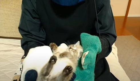 パペットマペットさん子猫