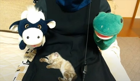 パペットマペットさん子猫