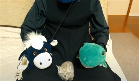 パペットマペットさん子猫