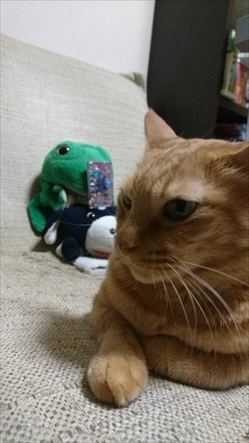 パペットマペットさん子猫