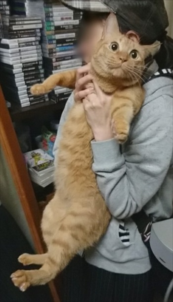 パペットマペットさん子猫