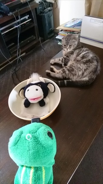 パペットマペットさん子猫