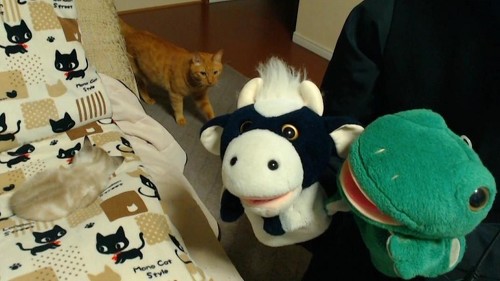 パペットマペットさん子猫