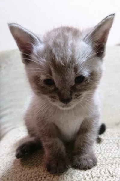 パペットマペットさん子猫