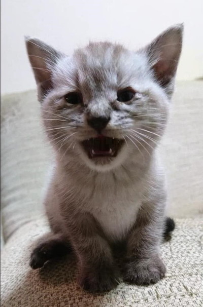 パペットマペットさん子猫