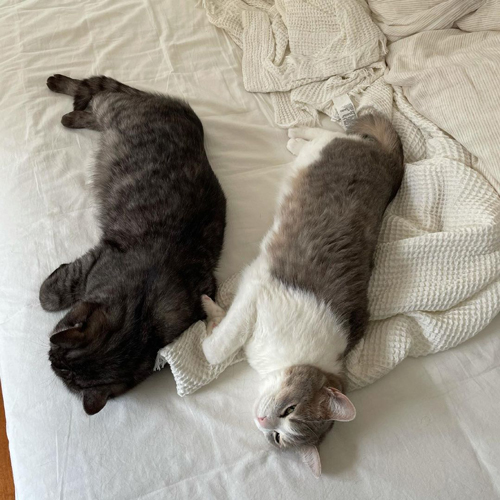 打ち上げられた2匹