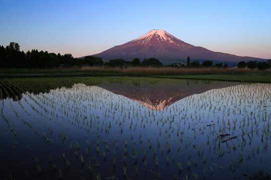 逆さ 富士山 稲 田んぼに映る 紅富士 写真