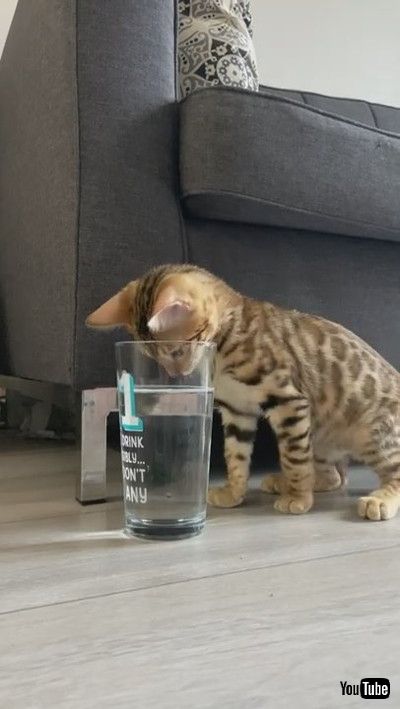 「Curious Cat Examines Glass of Water - 1200542」