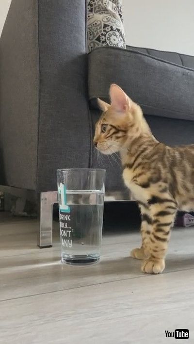 「Curious Cat Examines Glass of Water - 1200542」