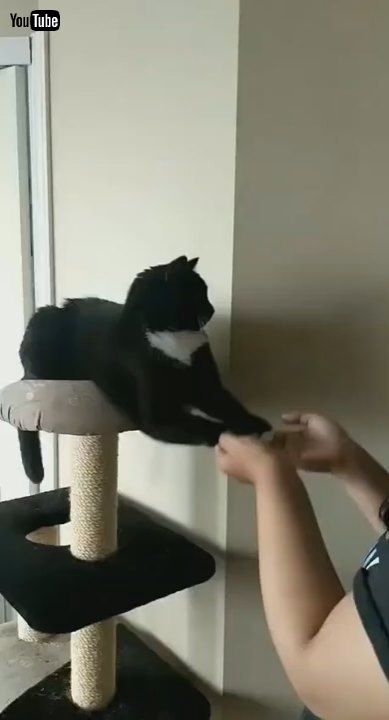 「Kitty Prefers His Paws Are Played With || ViralHog」