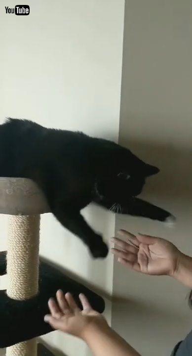 「Kitty Prefers His Paws Are Played With || ViralHog」